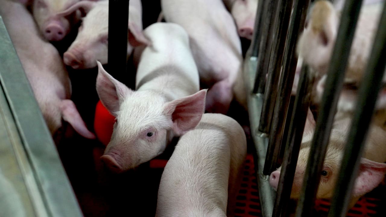 The living spaces for these ‘precious’ pigs are cleaner than yours. Here’s why