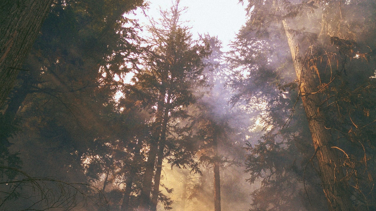 Wildfire smoke makes some trees hold their breath, researchers find