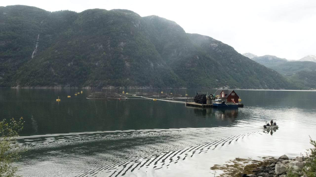 Warmer waters are hurting Norway’s salmon farming industry