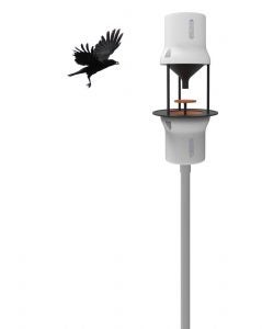 Here's A (Crazy?) Plan To Bribe Crows To Clean Up Cigarette Butts