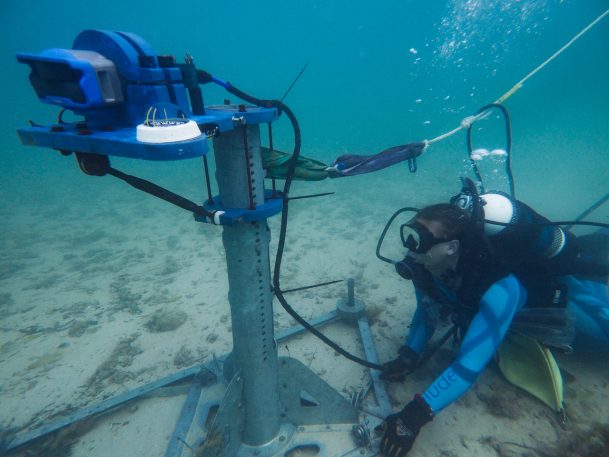 This AI-Powered Shark Detector Warns Swimmers When The Beach Isn't Safe ...