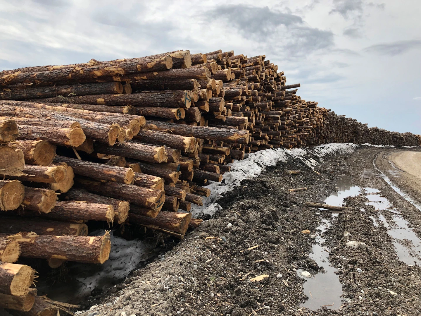 Is paper towel made from Canada's forests?