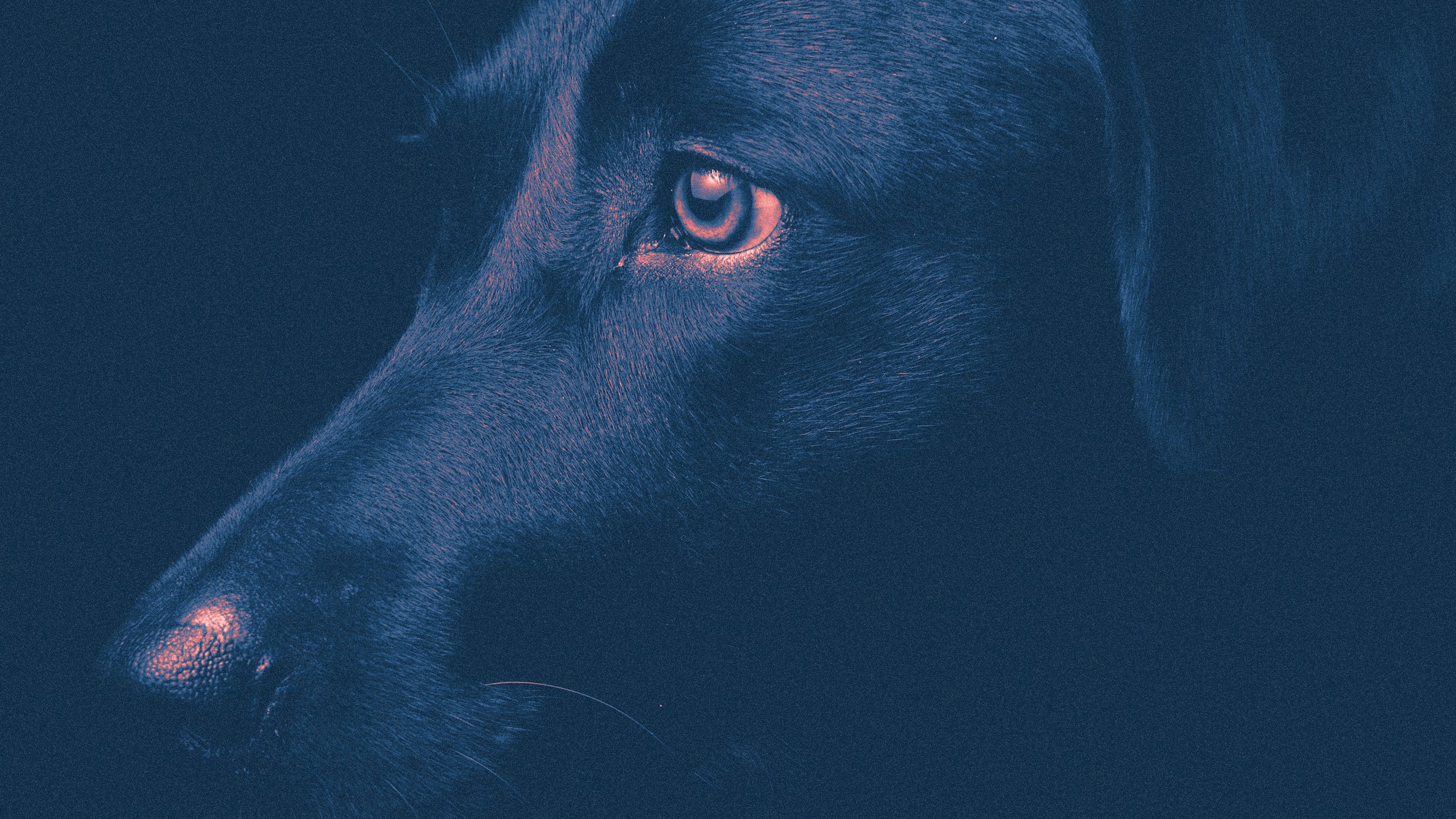 What we're learning about animal memories could help us crack Alzheimer ...
