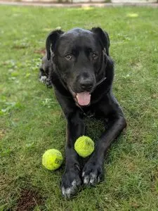 A dog with two tennis balls