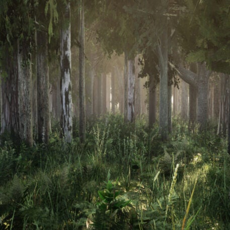 Can a hike through a VR forest make people understand climate change ...