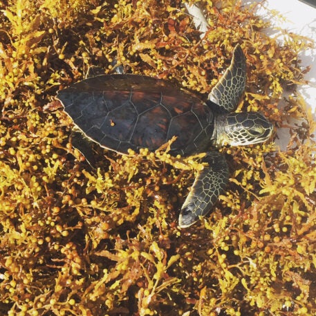 Scientists have uncovered the mystery of where baby green sea turtles ...