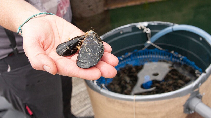 Mussel Raft Microplastic Want to clean up microplastics in the ocean? We just need more mussels ...