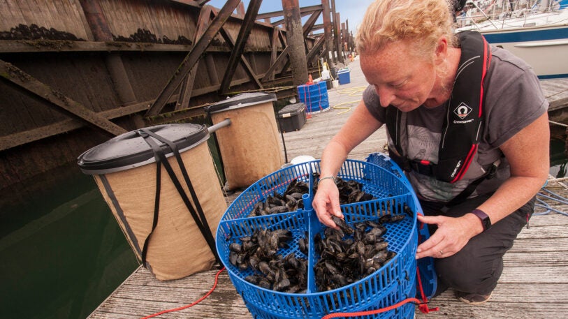 Mussel Raft Microplastic Want to clean up microplastics in the ocean? We just need more mussels ...