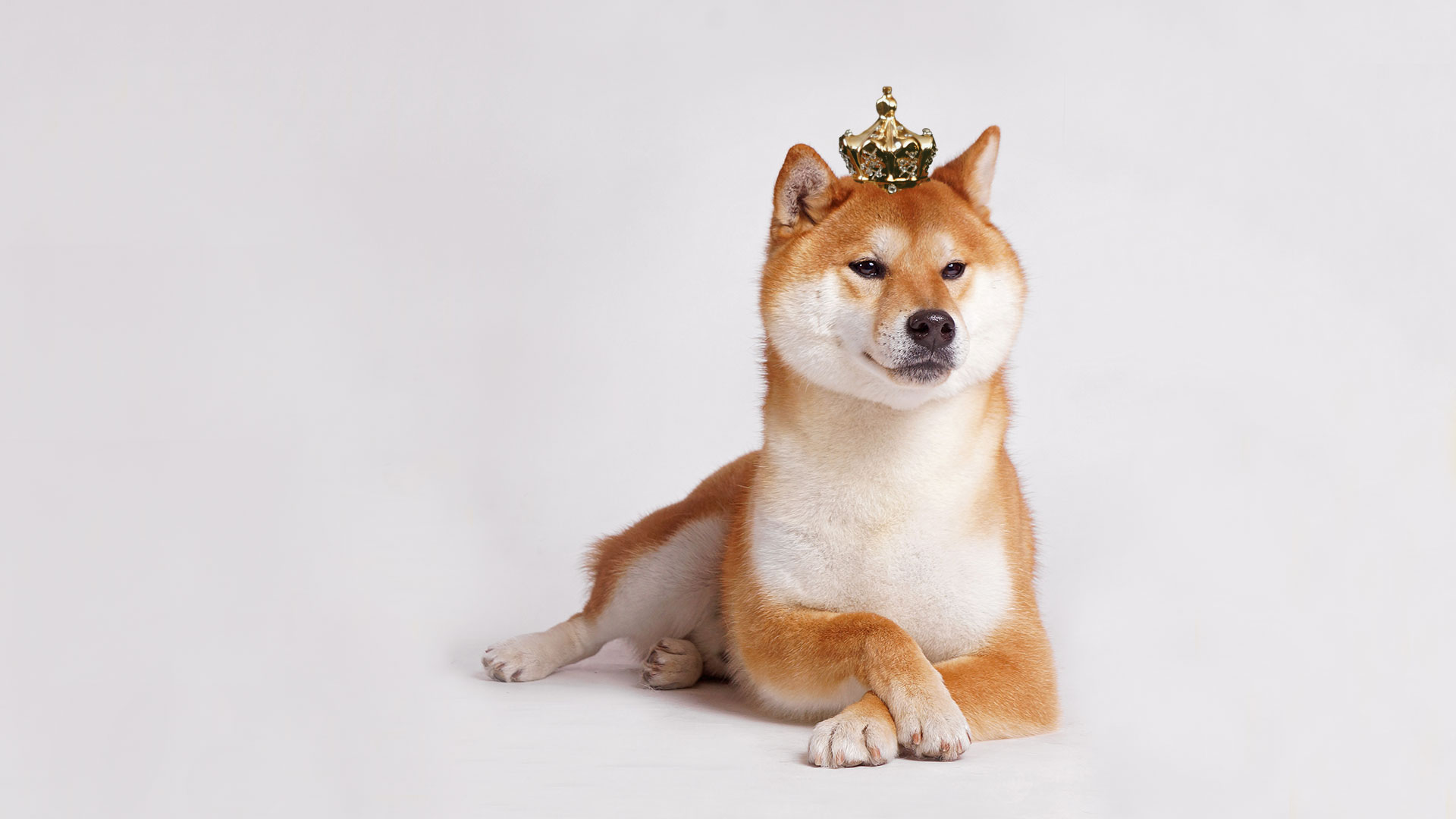 Shiba Inu coin surges over 800 finally surpassing rival token