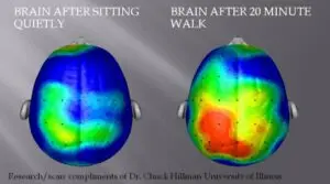 Image showing two brain scans—the one on the left is labeled "brain after sitting quietly," and the one on the right, "brain after 20 minute walk"