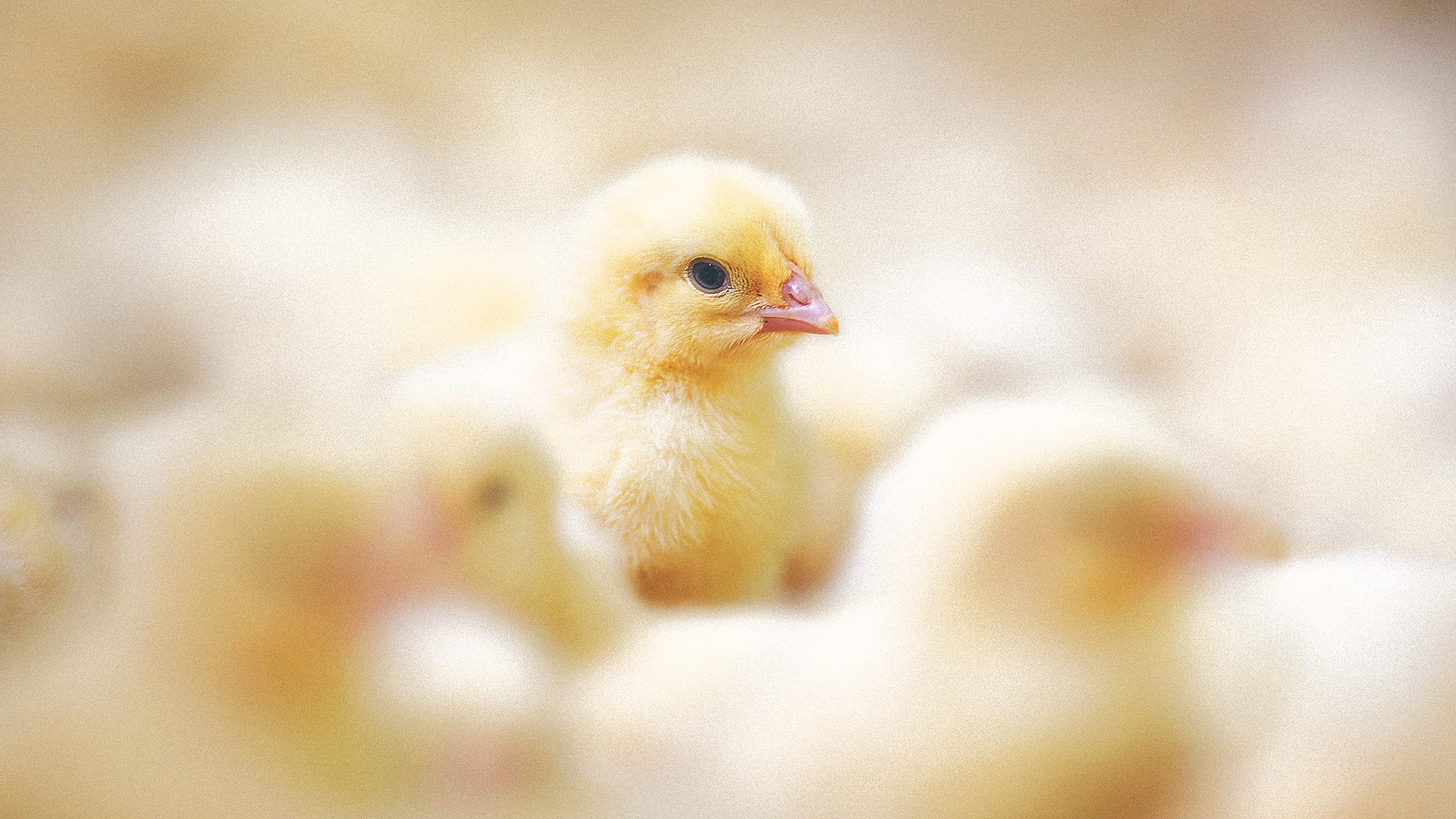 The cutting-edge technology trying to save millions of male chicks from  being gassed