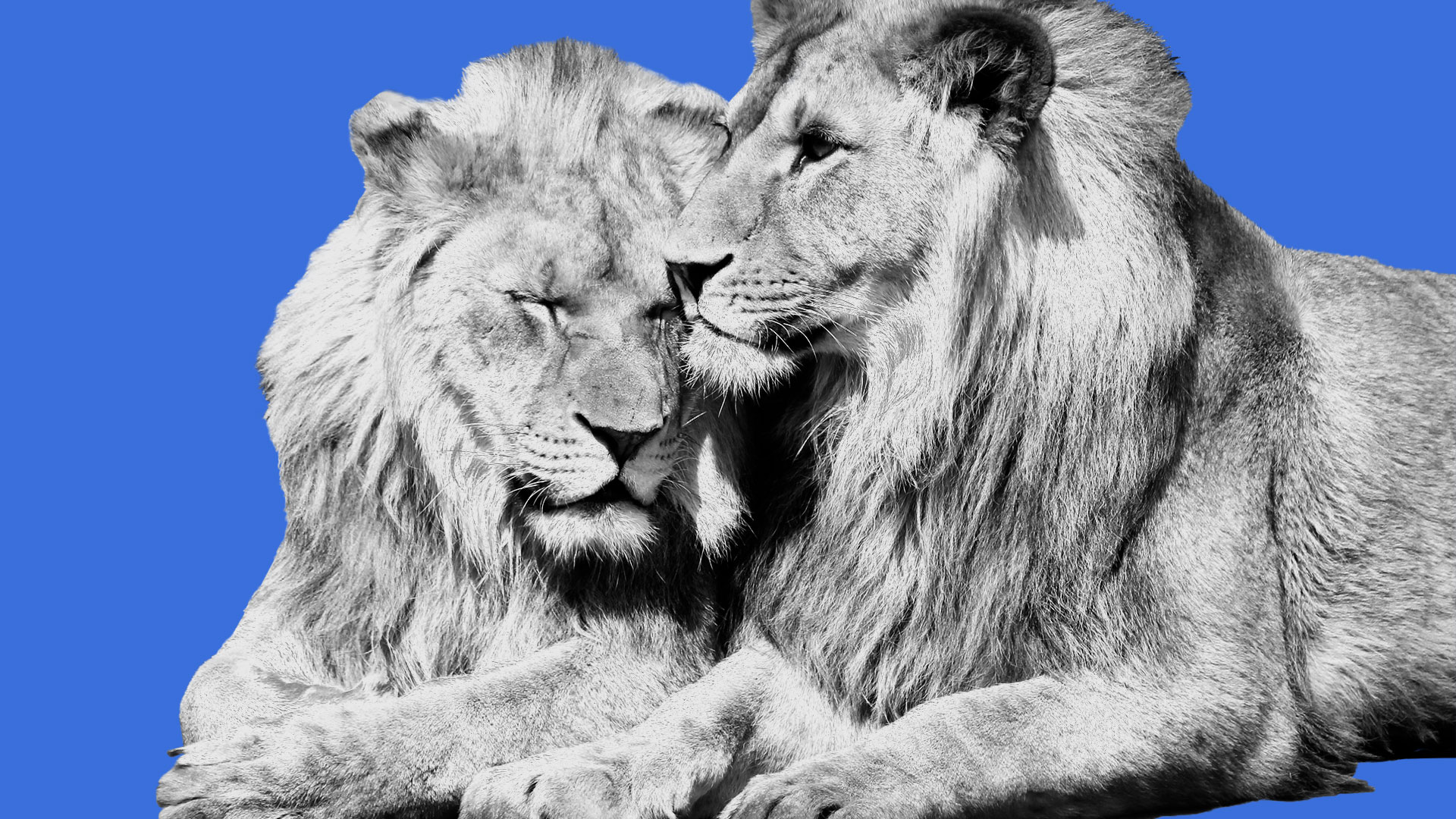 Scientists: Why do so many animals exhibit same-sex sexual behavior?