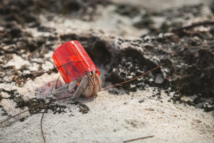 Hermit crabs are using plastic pollution as shells