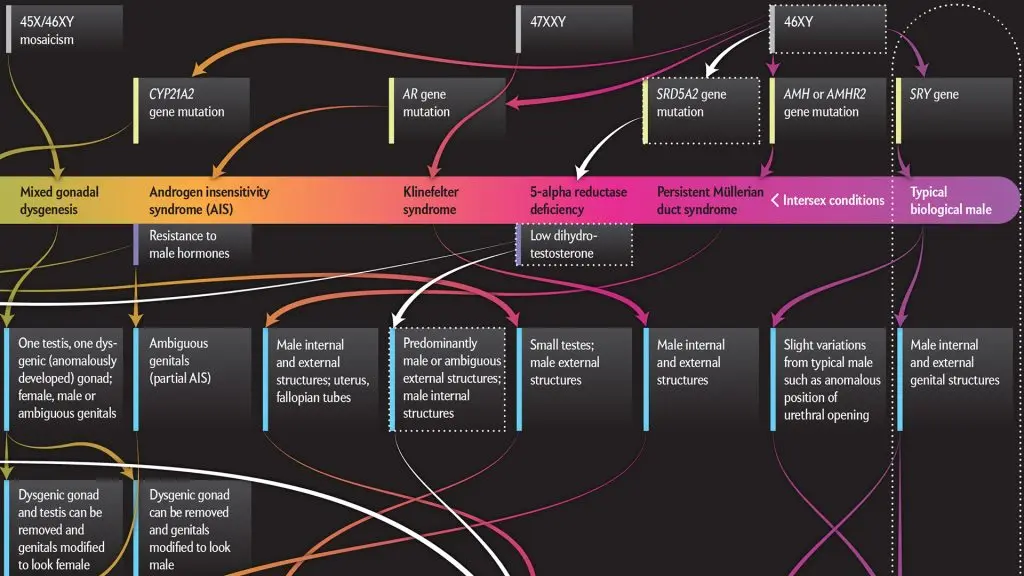 This Graphic Maps The Whole Spectrum Of Sex And It S Way More Complicated Than You Think Fast