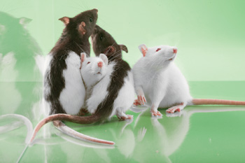 SAGE Labs' rats are genetically engineered for scientific study