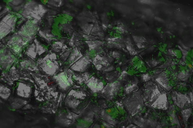 MIT Lego cells