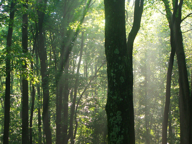 Kentucky rain forest