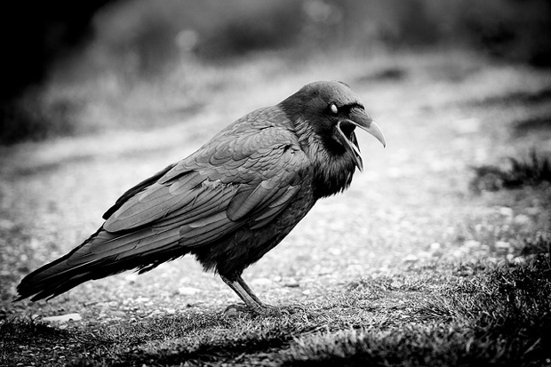 scary crow