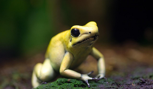 Live Animals In A Climate Change Simulator Reveal Which Species Adapt