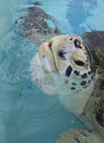 Bringing An Injured Sea Turtle Back To Life With Human Tissue Regenera