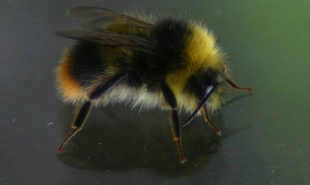 bee