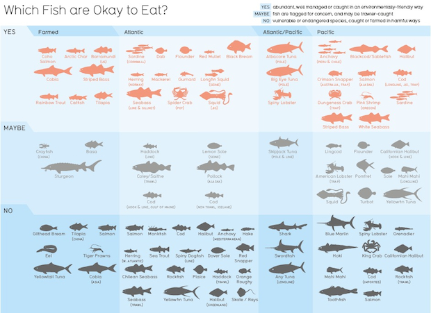 Fish Food Chart