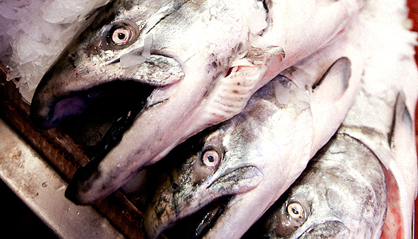 The FDA has yet to approve GM salmon for human consumption.
