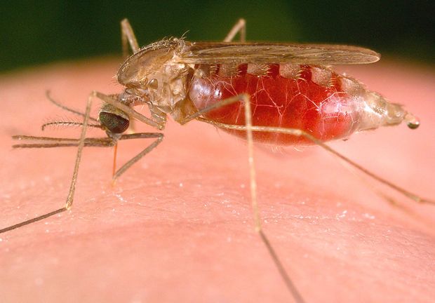 close-up of mosquito