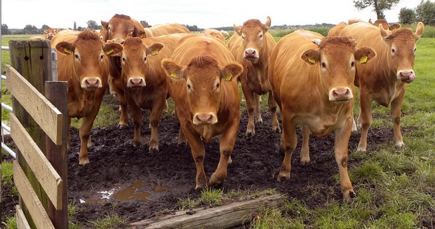 cows