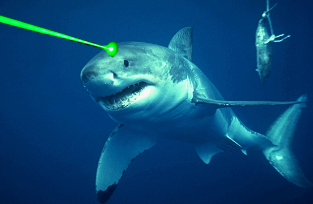 shark laser beam
