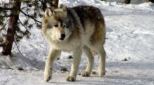 wolf